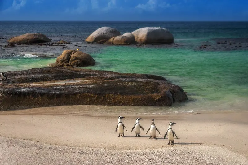 Penguins enjoying a day on the beach in Simons Town, South Africa.