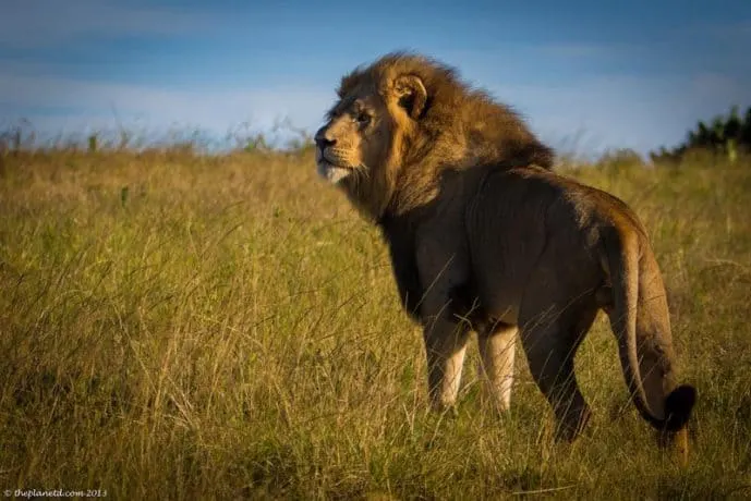 A lion surveys the savannah.
