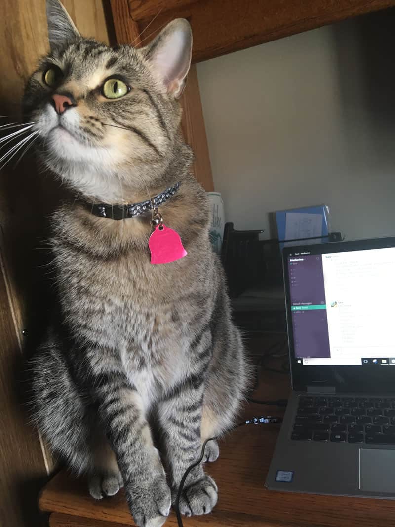 Sara's cat, a large grey tabby named JayJay, sitting on top of her work station.