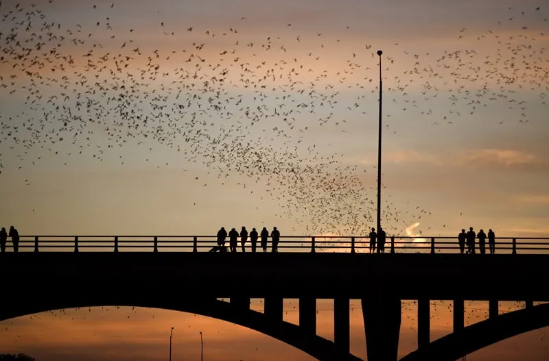 Bats fly out from beneath the Ann W. Richards Congress Avenue Bridge in Austin, TX.