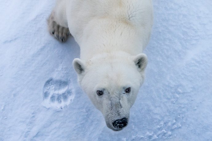 A polar bear leaves a paw print in the snow.