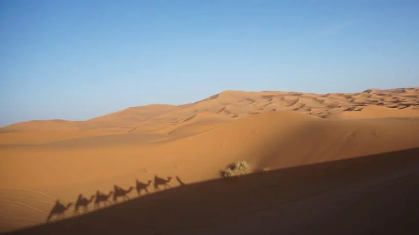 Camels and Desert