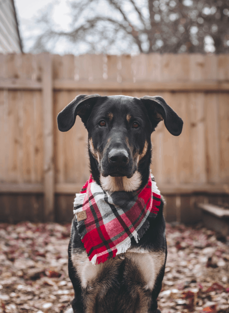 A German Shepherd/Lab mix wearing a red plaid bandana.