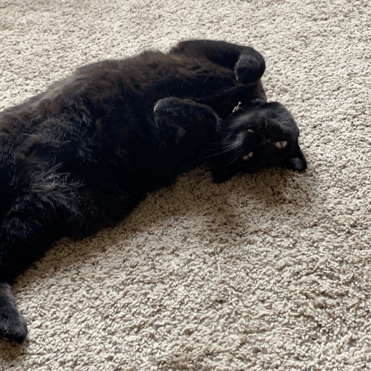 A black cat lays on her back, feet curled up, head tilted to the side.