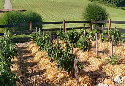 Gardening beds at Old World Garden Farms