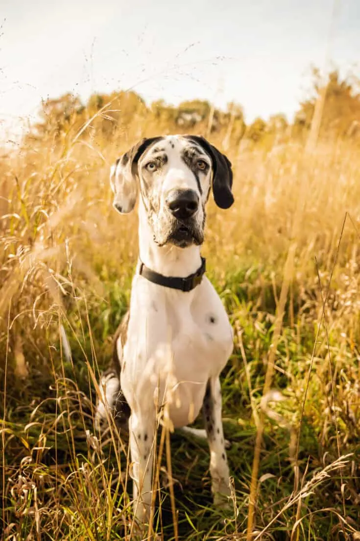 Trista's Great Dane, Fritzie.