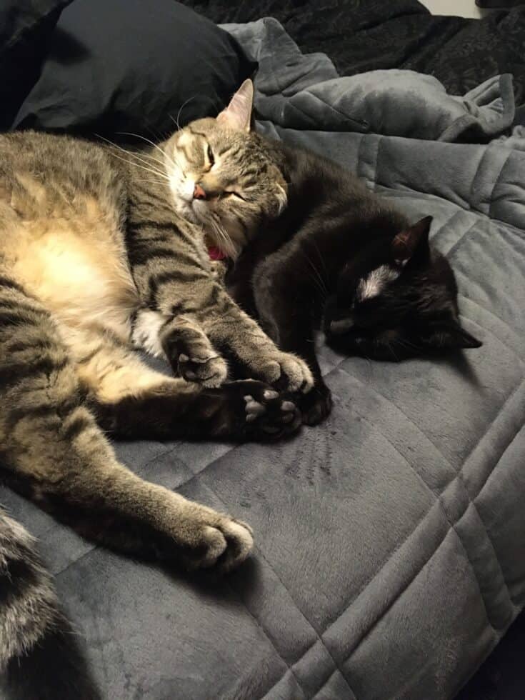 Sara's cats, a gray tabby (left) named Jay Catsby, and an all black (right) named Persephone, pictured sleeping on a quilted gray blanket.