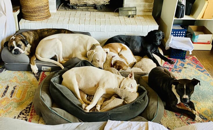 dogs in beds napping