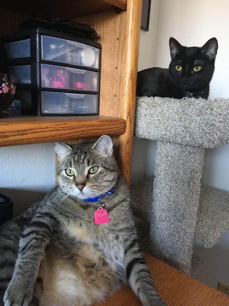 Two cats sitting 