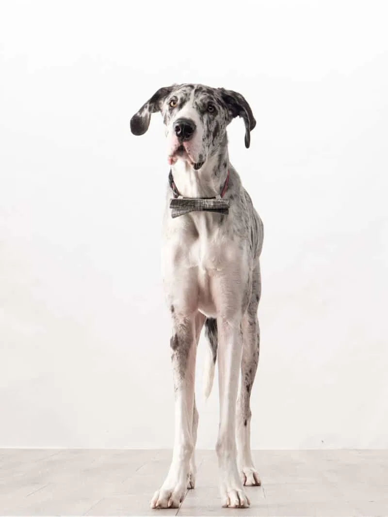 Cash the Great Dane