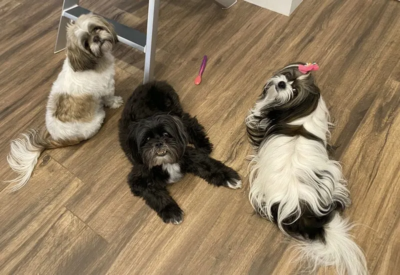 Jada, Oreo and Millie