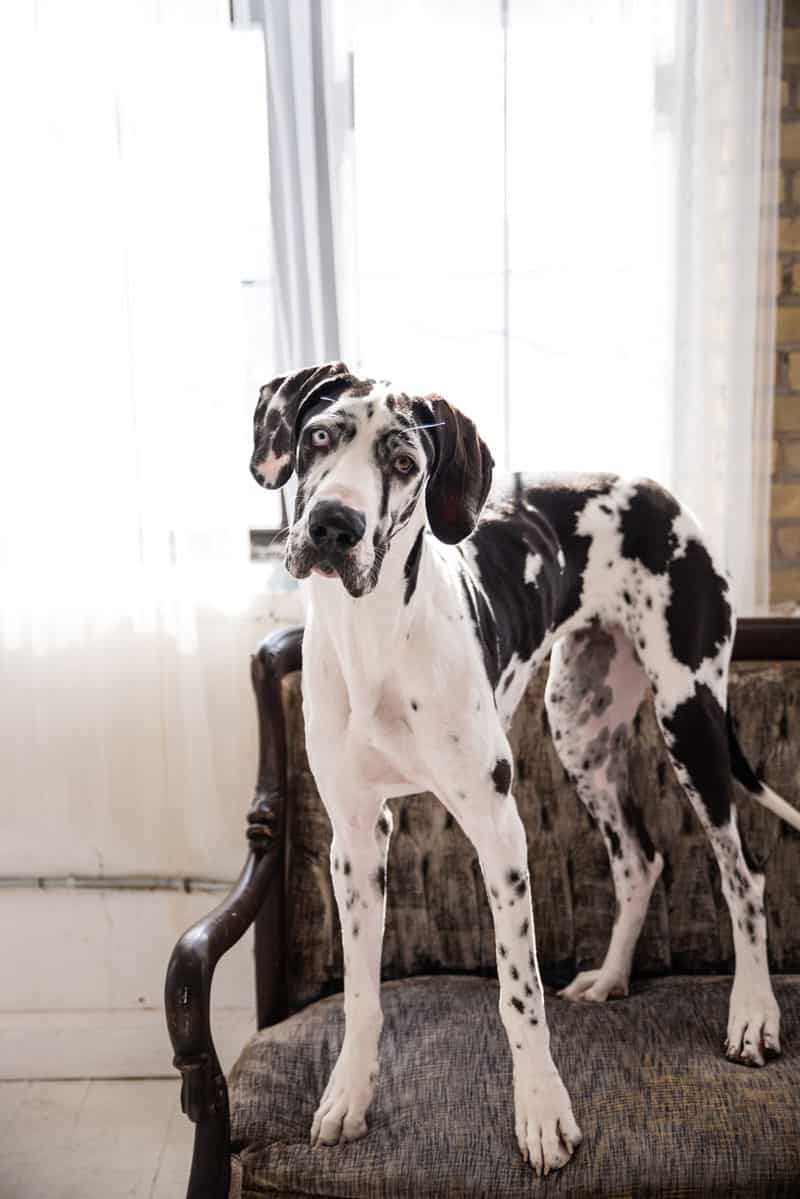 Fritzie the Great Dane