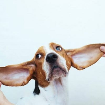 John-Michael dog with big ears