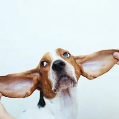 John-Michael dog with big ears