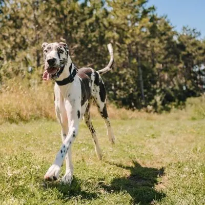 great dane dog