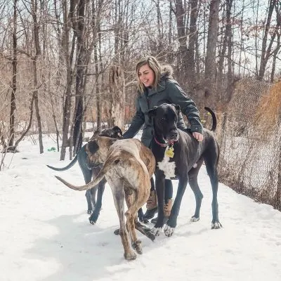 karla playing with great danes in the snow