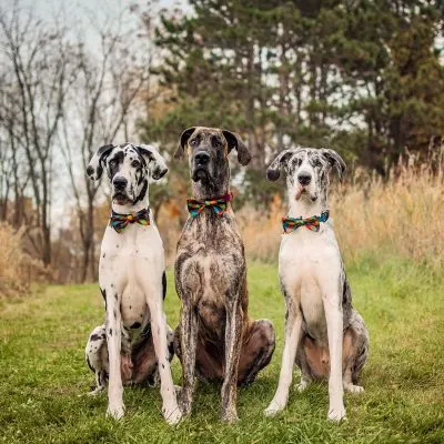 three great danes wearing bow ties and sitting on a hill