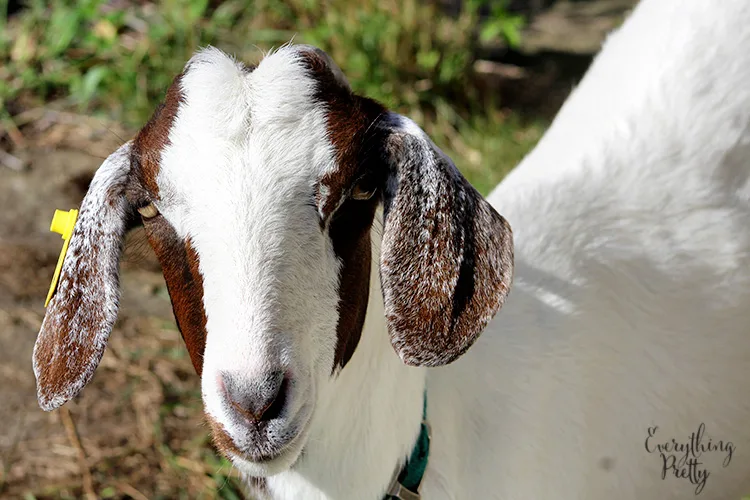 picture of a white goat with brown ears 