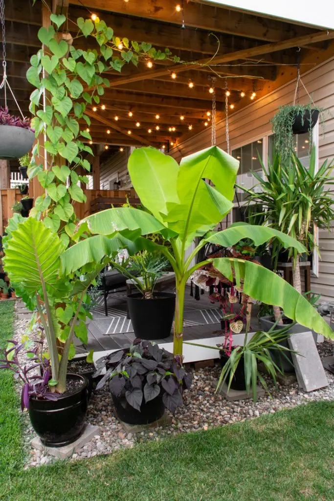 Brittany Goldwyn backyard patio setup.