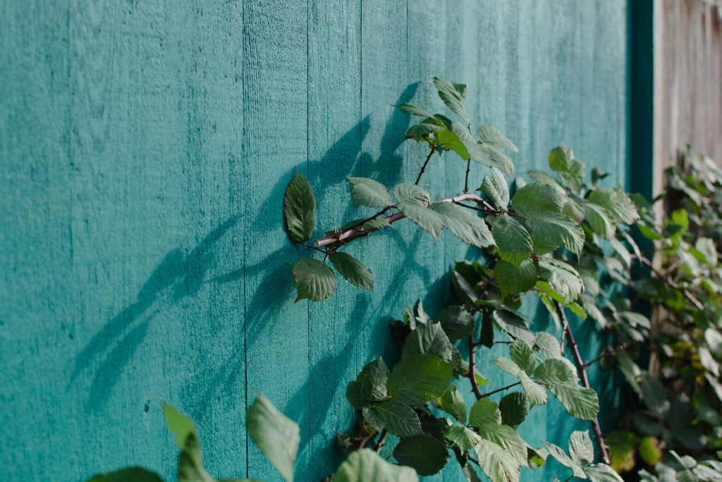 green leafy vines climbing a wooden wall that is painted teal