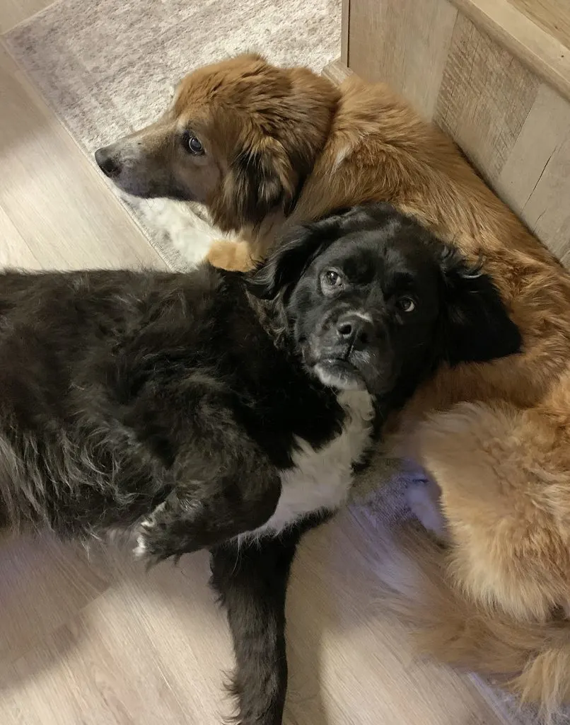 two dogs laying together on a floor