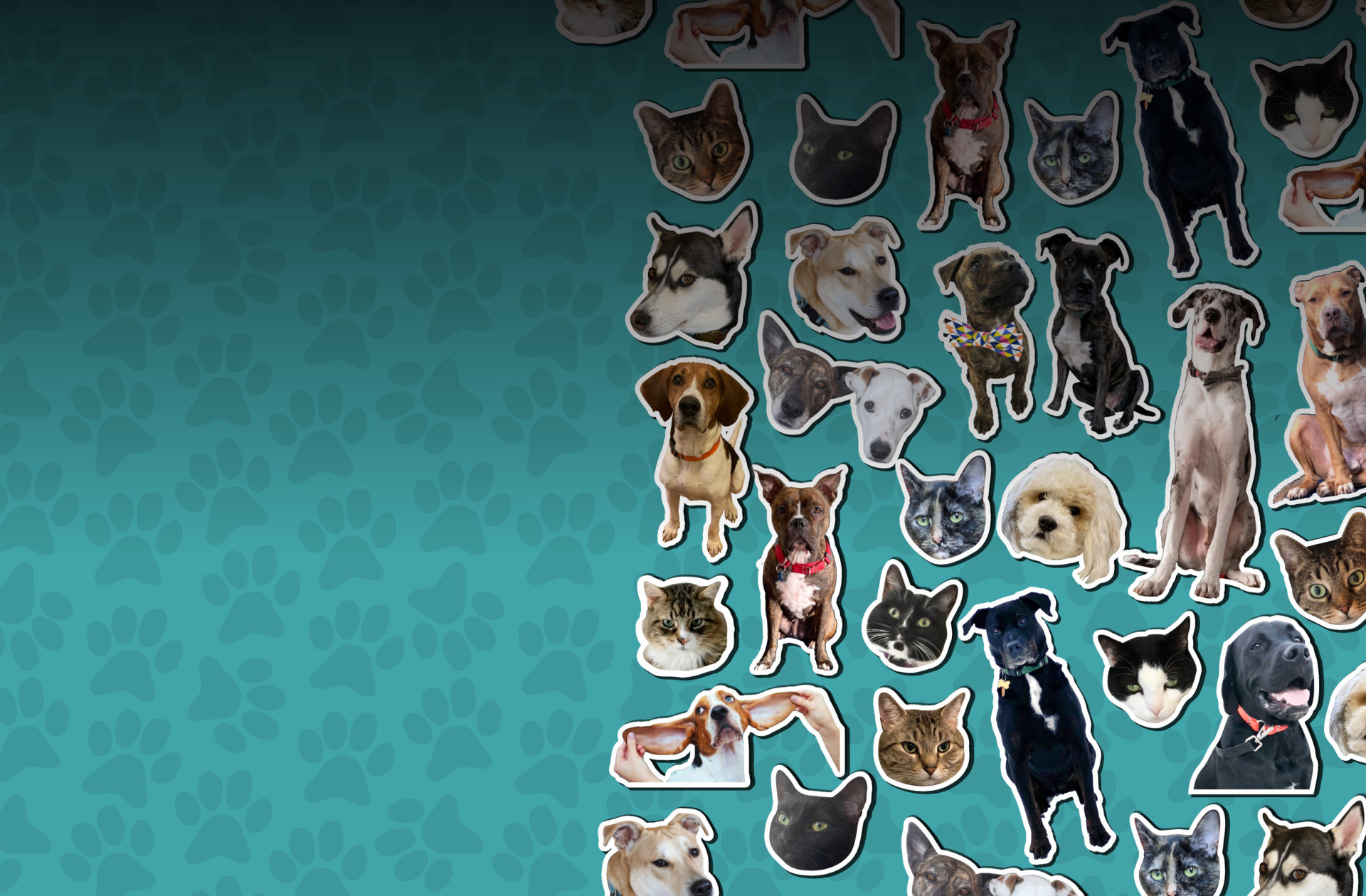 stickers of mediavine pets on a teal background