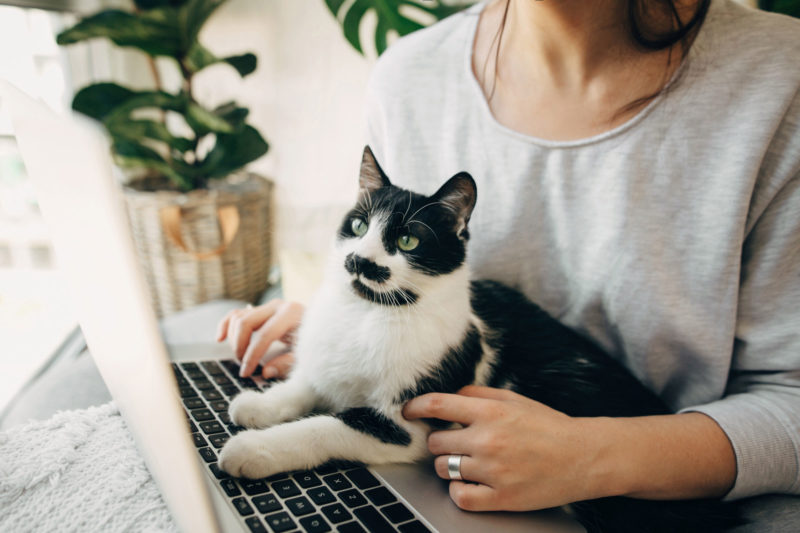 a woman typing on a computer with a black and white cat in her lap