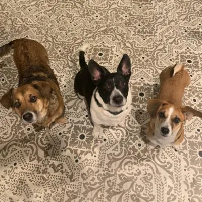 Ariel's three rescue dogs